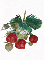 Strawberries, by Kelli Fifield