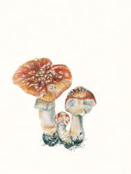 Forest Mushrooms I, by Kelli Fifield