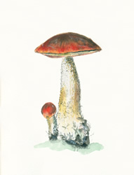 Forest Mushrooms II, by Kelli Fifield