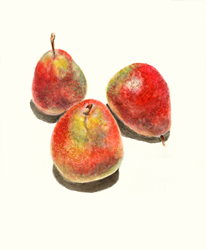 Pears II, by Kelli Fifield